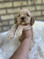 Cockapoo Boy #3, a male Cockapoo for sale in Charlotte, NC – Photo 1 of 4