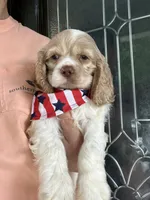 AKC American Cocker Spaniel Boy #1, a male Cocker Spaniel for sale in Charlotte, NC – 4 of 4