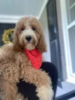 Cockapoo Boy, a male Cockapoo for sale in Charlotte, NC – 6 of 10