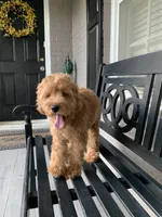 Cockapoo Girl, a female Cockapoo for sale in Charlotte, NC – 2 of 7