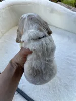 American Cocker Spaniel Girl, a female Cocker Spaniel for sale in Charlotte, NC – 5 of 7