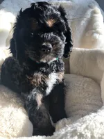 Cockapoo boy, a male Cockapoo for sale in Charlotte, NC – Photo 1 of 4