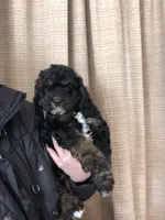 Cockapoo boy, a male Cockapoo for sale in Charlotte, NC – Photo 3 of 4