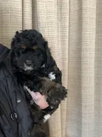 Cockapoo boy, a male Cockapoo for sale in Charlotte, NC – Photo 2 of 4