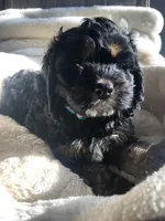 Cockapoo boy, a male Cockapoo for sale in Charlotte, NC – Photo 4 of 4