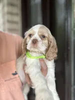 AKC American Cocker Spaniel Boy # 2, a male Cocker Spaniel for sale in Charlotte, NC – 2 of 5