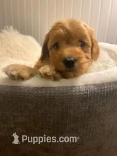 Sky- Blue Collar  – Cockapoo puppy for sale in Charlotte, NC