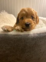 Sky- Blue Collar , a female Cockapoo for sale in Charlotte, NC – 2 of 10