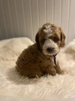 Purple Collar , a female Cockapoo for sale in Charlotte, NC – 5 of 10