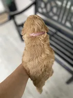 Pink Collard Girl#1, a female Cockapoo for sale in Charlotte, NC – 7 of 9
