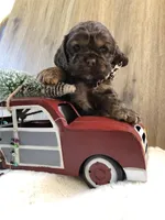 Puppy #1, a female Cocker Spaniel for sale in Charlotte, NC – Photo 1 of 7