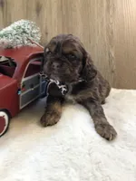 Puppy #1, a female Cocker Spaniel for sale in Charlotte, NC – Photo 2 of 7