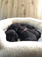 Puppy #1, a female Cocker Spaniel for sale in Charlotte, NC – Photo 7 of 7