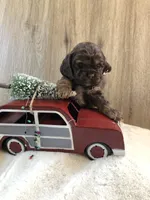 Puppy #1, a female Cocker Spaniel for sale in Charlotte, NC – Photo 6 of 7