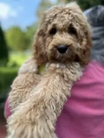 Cockapoo Boy, a male Cockapoo for sale in Charlotte, NC – 4 of 6