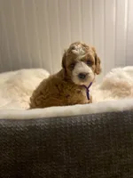 Purple Collar , a female Cockapoo for sale in Charlotte, NC – 4 of 10