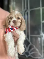 AKC American Cocker Spaniel Boy #1, a male Cocker Spaniel for sale in Charlotte, NC – 2 of 4