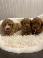 Green Collar , a male Cockapoo for sale in Charlotte, NC – 7 of 10