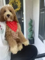 Cockapoo Boy, a male Cockapoo for sale in Charlotte, NC – 2 of 10