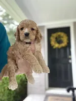 Pink collard Girl #2, a female Cockapoo for sale in Charlotte, NC – 5 of 6