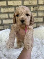 Cockapoo Girl #1, a female Cockapoo for sale in Charlotte, NC – Photo 5 of 6