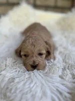 Cockapoo Girl #1, a female Cockapoo for sale in Charlotte, NC – Photo 3 of 6