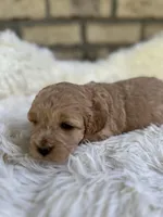 Cockapoo Girl #1, a female Cockapoo for sale in Charlotte, NC – Photo 4 of 6