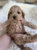 Cockapoo Girl #1, a female Cockapoo for sale in Charlotte, NC – Photo 1 of 6