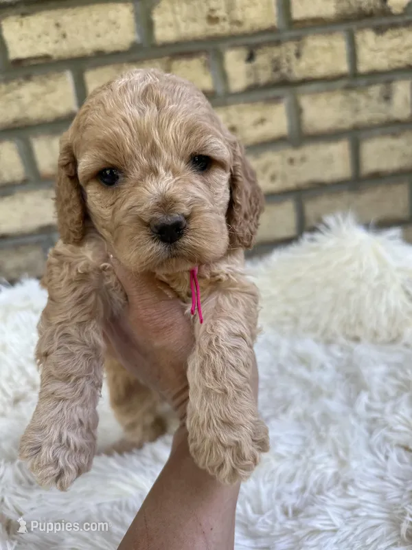 Cockapoo Girl #1 – Cockapoo puppy for sale in Charlotte, NC