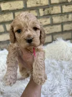 Cockapoo Girl #1, a female Cockapoo for sale in Charlotte, NC – Photo 2 of 6