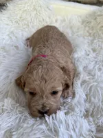 Cockapoo Girl #1, a female Cockapoo for sale in Charlotte, NC – Photo 6 of 6