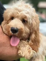 Cockapoo Boy, a male Cockapoo for sale in Charlotte, NC – 3 of 5