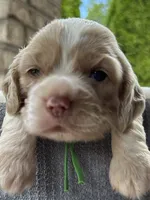 AKC American Cocker Spaniel Boy #1, a male Cocker Spaniel for sale in Charlotte, NC – 2 of 6