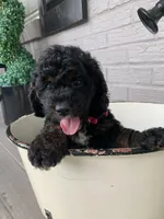Mini-Cockapoo #2, a female Cockapoo for sale in Charlotte, NC – Photo 6 of 10