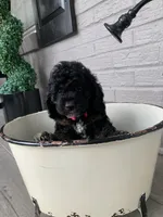 Mini-Cockapoo #2, a female Cockapoo for sale in Charlotte, NC – Photo 8 of 10