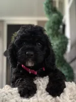 Mini-Cockapoo #2, a female Cockapoo for sale in Charlotte, NC – Photo 4 of 10