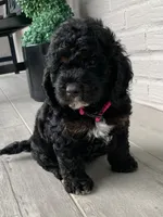 Mini-Cockapoo #2, a female Cockapoo for sale in Charlotte, NC – Photo 7 of 10