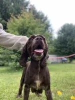 Mini-Cockapoo #2, a female Cockapoo for sale in Charlotte, NC – Photo 9 of 10