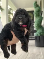 Mini-Cockapoo #2, a female Cockapoo for sale in Charlotte, NC – Photo 1 of 10