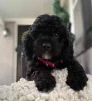 Mini-Cockapoo #2, a female Cockapoo for sale in Charlotte, NC – Photo 3 of 10