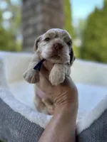 American Cocker Spaniel Girl, a female Cocker Spaniel for sale in Charlotte, NC – 4 of 7