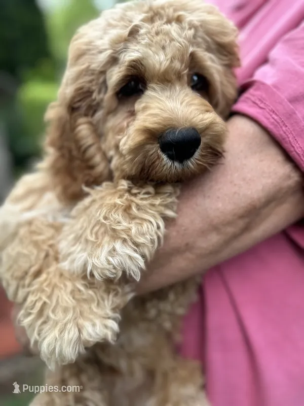 Cockapoo Boy – Cockapoo puppy for sale in Charlotte, NC