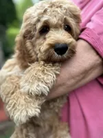 Cockapoo Boy, a male Cockapoo for sale in Charlotte, NC – 1 of 6
