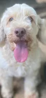 Cockapoo Girl, a female Cockapoo for sale in Charlotte, NC – 7 of 7