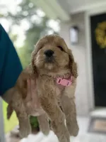 Pink Collard Girl#1, a female Cockapoo for sale in Charlotte, NC – 6 of 9