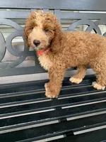 Cockapoo Girl #1, a female Cockapoo for sale in Charlotte, NC – 3 of 6