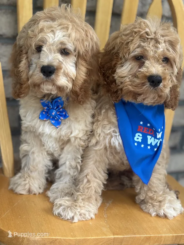 Cockapoo Boy #3 – Cockapoo puppy for sale in Charlotte, NC