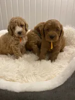 Yellow collard , a male Cockapoo for sale in Charlotte, NC – 7 of 10