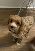 Puppy #2, a female Cockapoo for sale in Charlotte, NC – Photo 6 of 8