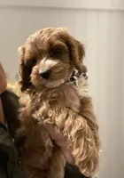 Puppy #2, a female Cockapoo for sale in Charlotte, NC – Photo 4 of 8